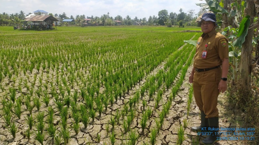 Kegiatan Lapangan Monitoring kekeringan padi sawah di KT Rukun Sentosa kelurahan Pulau Atas Sambutan