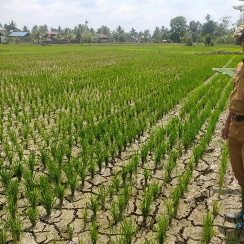 Kegiatan Lapangan Monitoring kekeringan padi sawah di KT Rukun Sentosa kelurahan Pulau Atas Sambutan