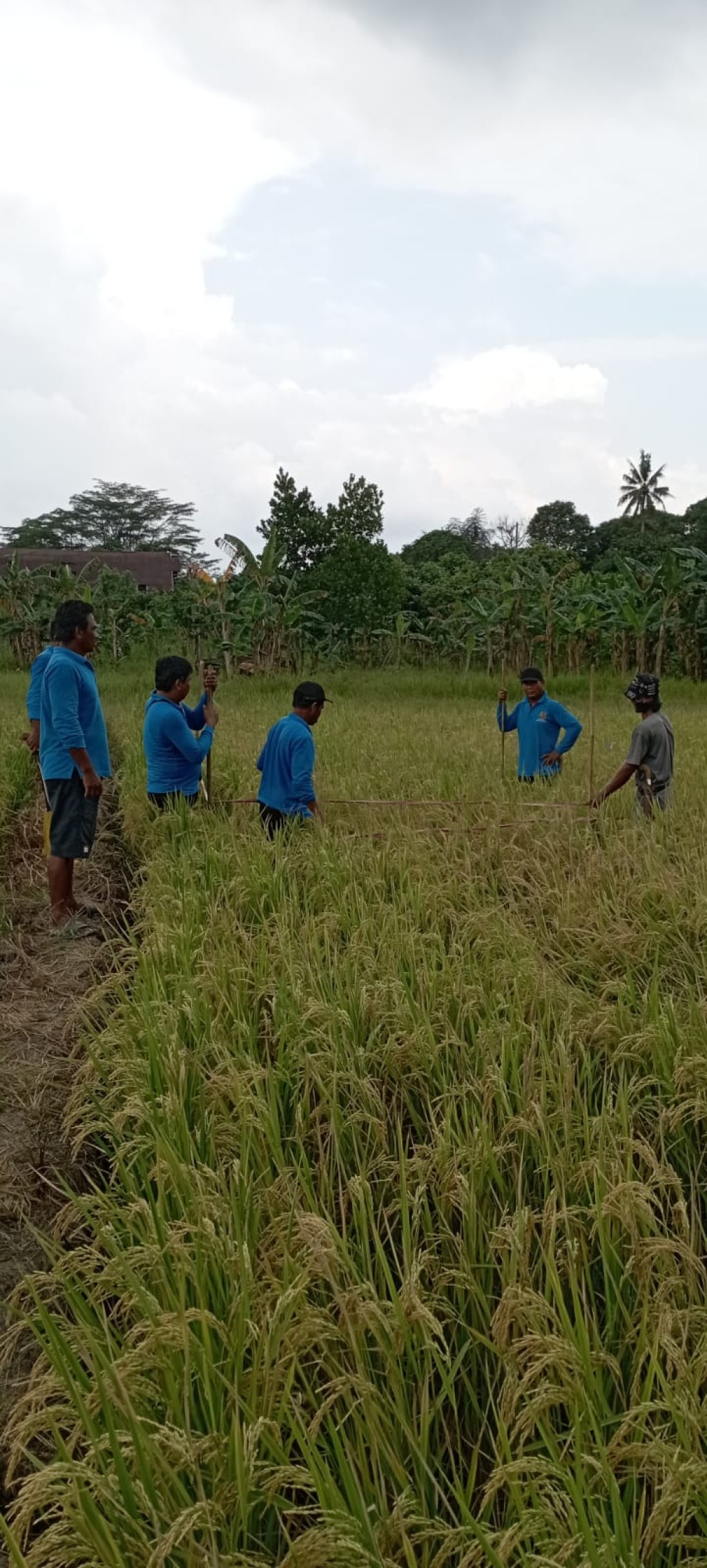 Pelaksanaan ubinan padi sawah (sekolah lapang)