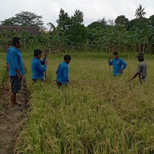 Pelaksanaan ubinan padi sawah (sekolah lapang)
