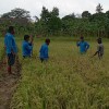 Pelaksanaan ubinan padi sawah (sekolah lapang)