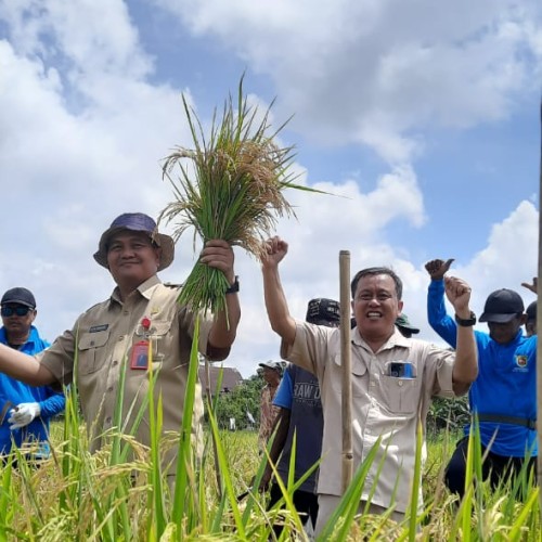 Kegiatan Panen