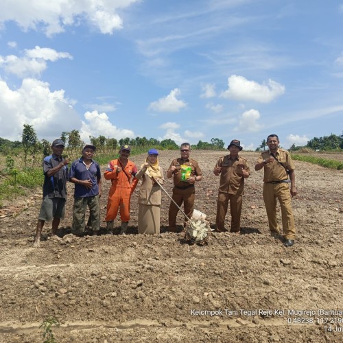 Melakukan penanaman jagung dengan alat tanam seluas 1 ha