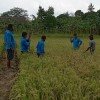 Pelaksanaan ubinan padi sawah (sekolah lapang)