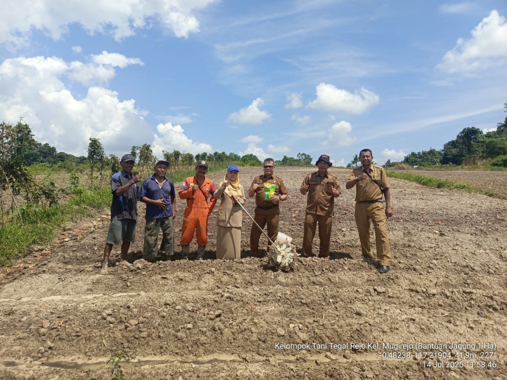Melakukan penanaman jagung dengan alat tanam seluas 1 ha