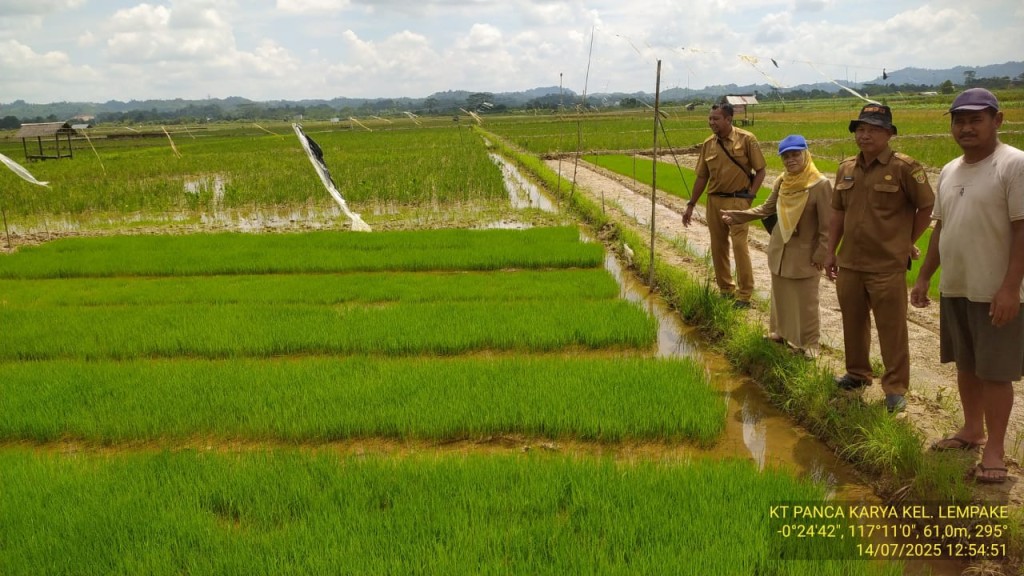Monitoring bantuan benih padi sawah pasca bencana banjir