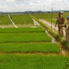 Monitoring bantuan benih padi sawah pasca bencana banjir