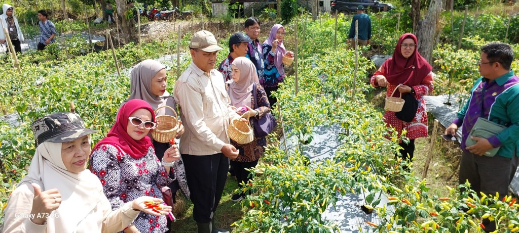 Kegiatan Panen Cabai