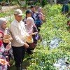 Kegiatan Panen Cabai